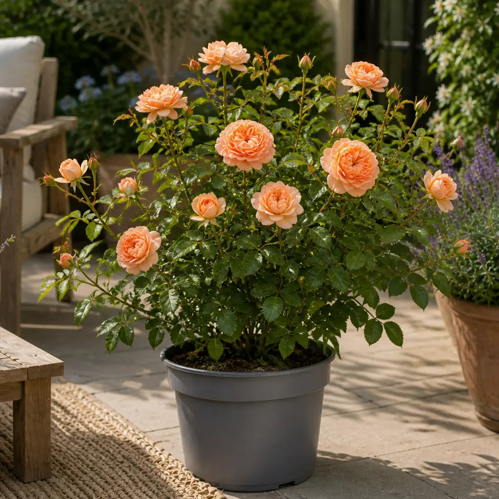 3L Happy Birthday Peach Rose Bush - Beautiful Flowering Plant Gift Plants By Post