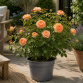 3L Happy Birthday Peach Rose Bush - Beautiful Flowering Plant Gift Plants By Post