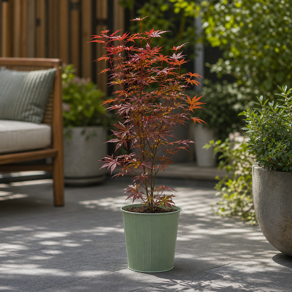 3L Red Leaf Acer Outdoor Patio Tree in Pot for Garden