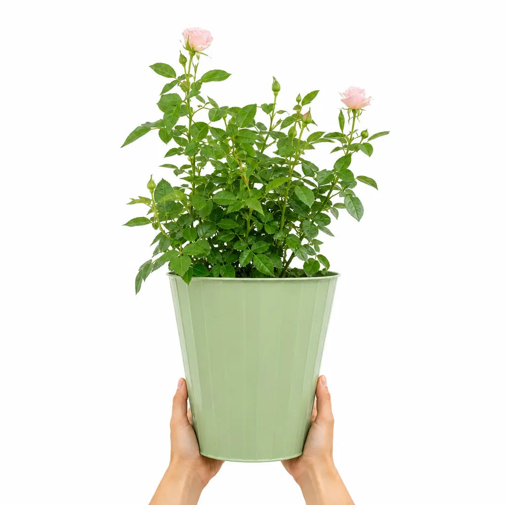 3L Happy Silver Wedding Light Pink Rose Bush - Beautiful Flowering Plant Gift Plants By Post