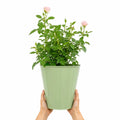 3L Happy Silver Wedding Light Pink Rose Bush - Beautiful Flowering Plant Gift Plants By Post