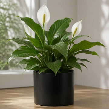 Spathiphyllum Peace Lily – Elegant White Flowers and Glossy Green Indoor Houseplant Plants By Post