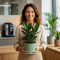 Ficus Robusta Rubber Plant – Elegant Glossy Green Foliage Indoor Houseplant Plants By Post