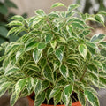Ficus Twilight Weeping Fig 5L – Variegated Indoor Houseplant Plants By Post