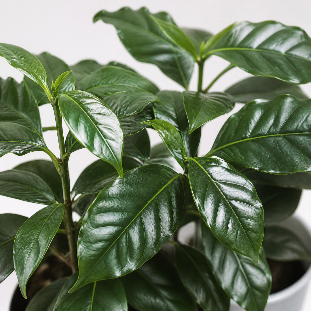 Coffee Arabica – Indoor Coffee Plant for Home & Office (12cm Pot) Plants By Post