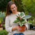 Ficus Tineke Rubber Plant 17cm Pot – Easy Care Indoor Houseplant Plants By Post
