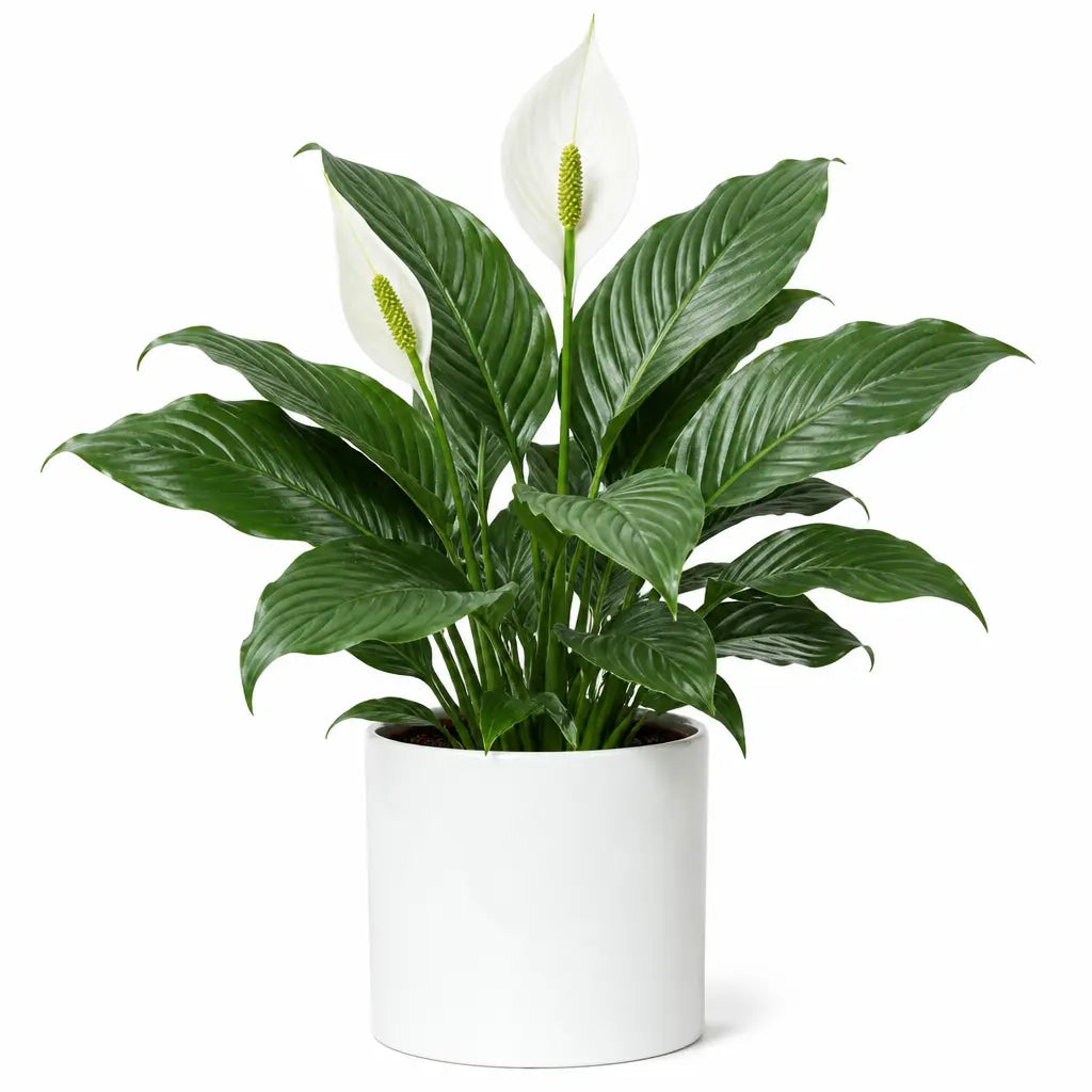 Spathiphyllum Peace Lily – Elegant White Flowers and Glossy Green Indoor Houseplant Plants By Post