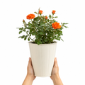 3L Orange Patio Rose in Decorative Pot Outdoor Garden Plant