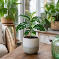 Coffee Arabica – Indoor Coffee Plant for Home & Office (12cm Pot) Plants By Post