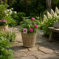 5L Rose Let's Celebrate Dark Pink Rose Bush | Beautiful Flowering Garden Plant Plants By Post