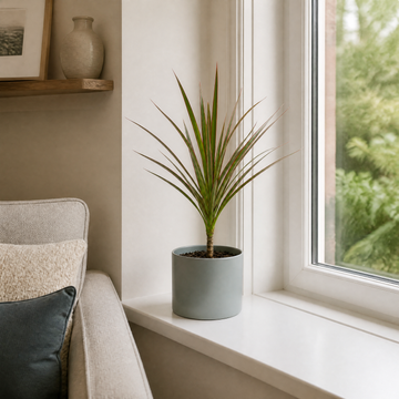 Dracaena Marginata Dragon Tree - 12cm Tropical Houseplant Generic