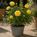 3L Golden Wedding Yellow Rose Bush - Beautiful Flowering Plant Gift Plants By Post
