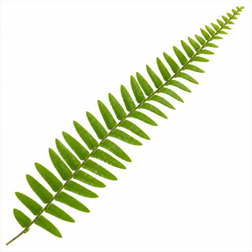 Nephrolepis Hanging Basket Boston Fern 19cm Pot – Easy Care Pet Friendly Indoor Houseplant Plants By Post