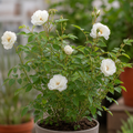 3L White Patio Rose in Decorative Pot Outdoor & Garden Plant
