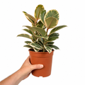 Ficus Tineke Rubber Plant 21cm Pot – Large Indoor Houseplant Plants By Post