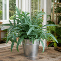 Phlebodium Blue Star Fern – Elegant Blue-Green Foliage Indoor Houseplant Plants By Post