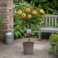 7.5L Standard Rose Tree Orange & Cream 100-110cm - Elegant Flowering Garden Rose Plant Plants By Post