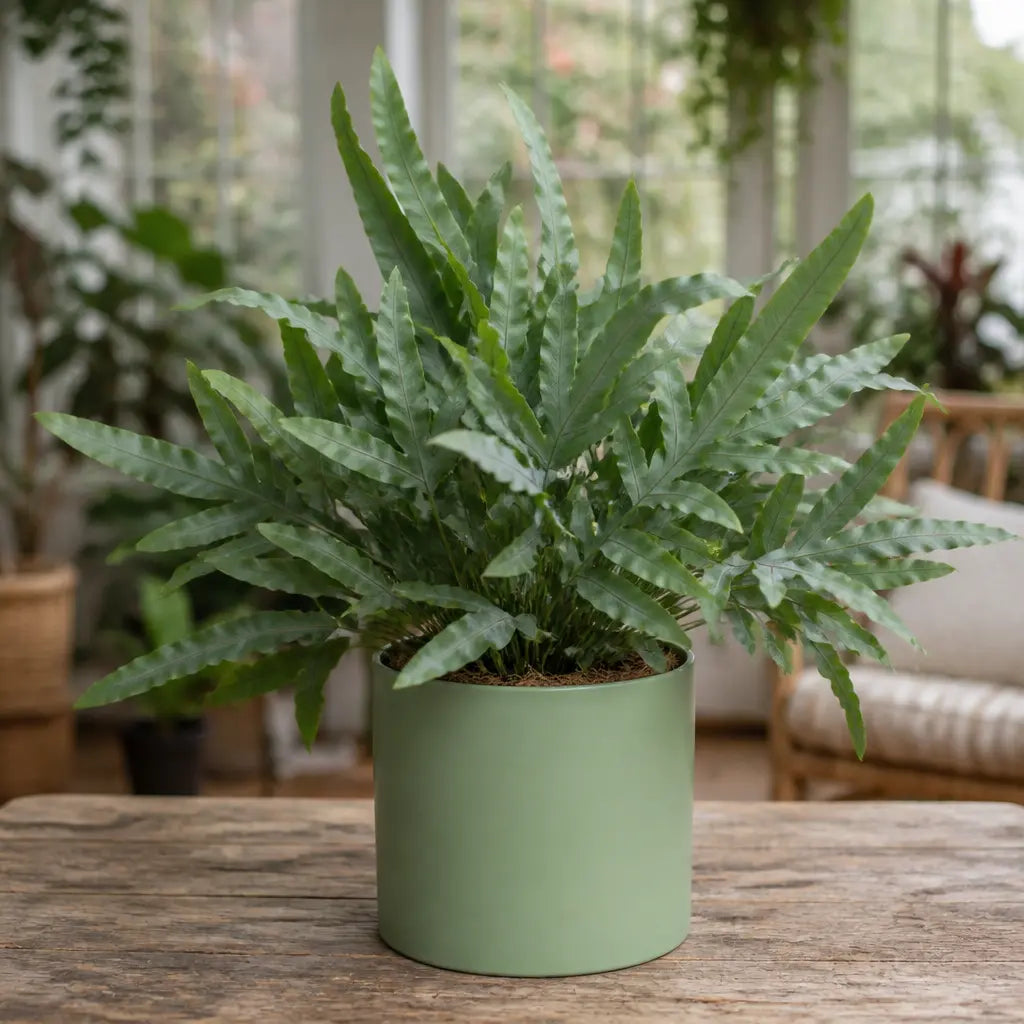 Phlebodium Blue Star Fern – Elegant Blue-Green Foliage Indoor Houseplant Plants By Post
