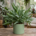 Phlebodium Blue Star Fern – Elegant Blue-Green Foliage Indoor Houseplant Plants By Post