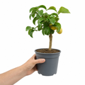 Mini Lemon Tree in 15cm Pot 40-50cm Height Compact Evergreen for Patio and Garden