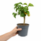Nursery Pot