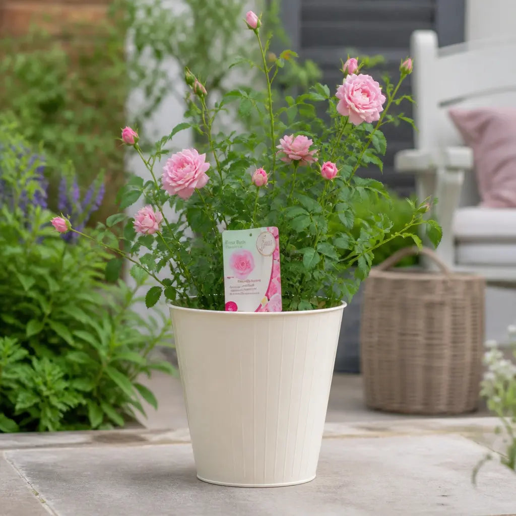 5L Rose Happy Retirement Pink Rose Bush - Beautiful Flowering Garden Plant Plants By Post