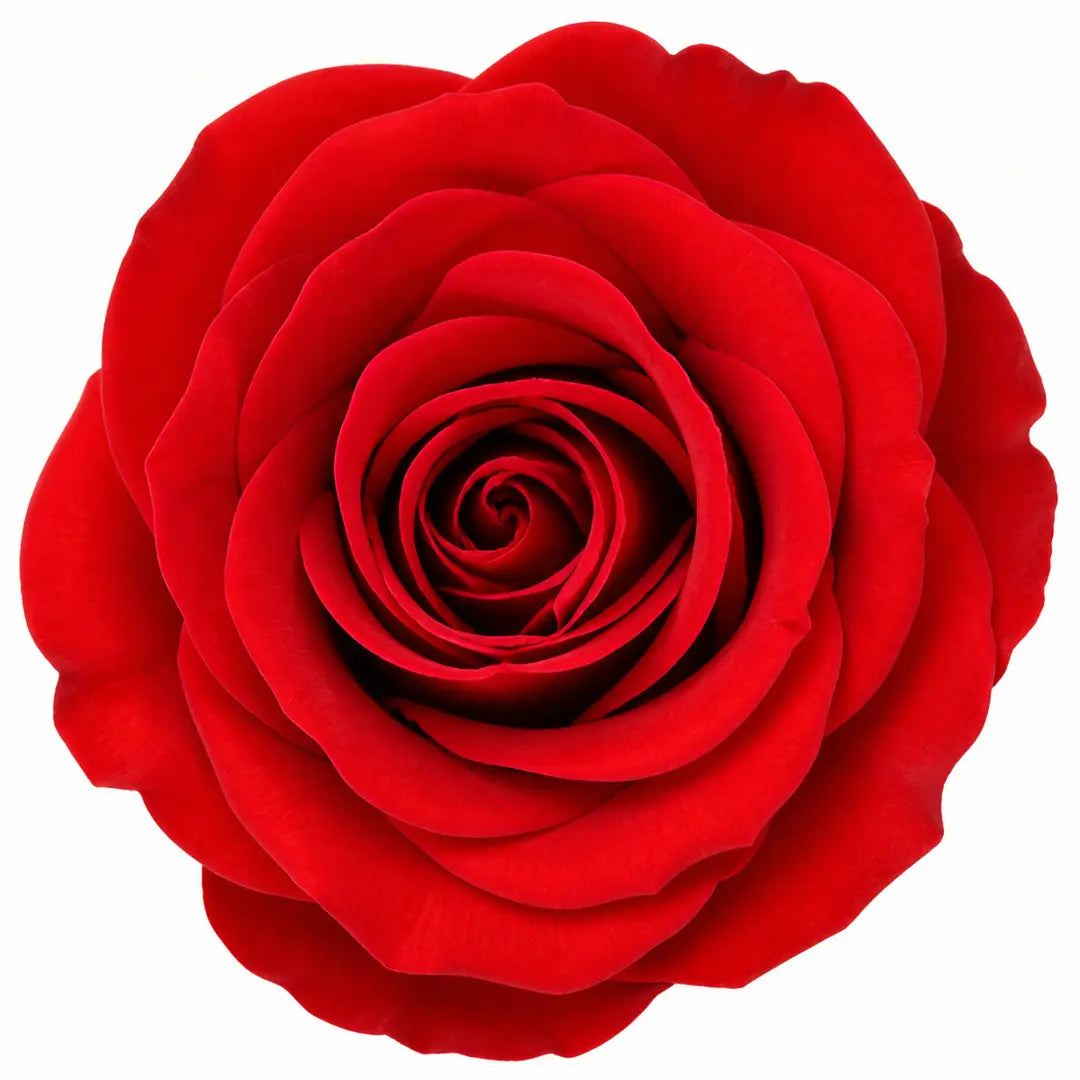 7.5L Standard Rose Tree Red 100-110cm - Classic Flowering Garden Rose Plant Plants By Post