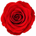 7.5L Standard Rose Tree Red 100-110cm - Classic Flowering Garden Rose Plant Plants By Post
