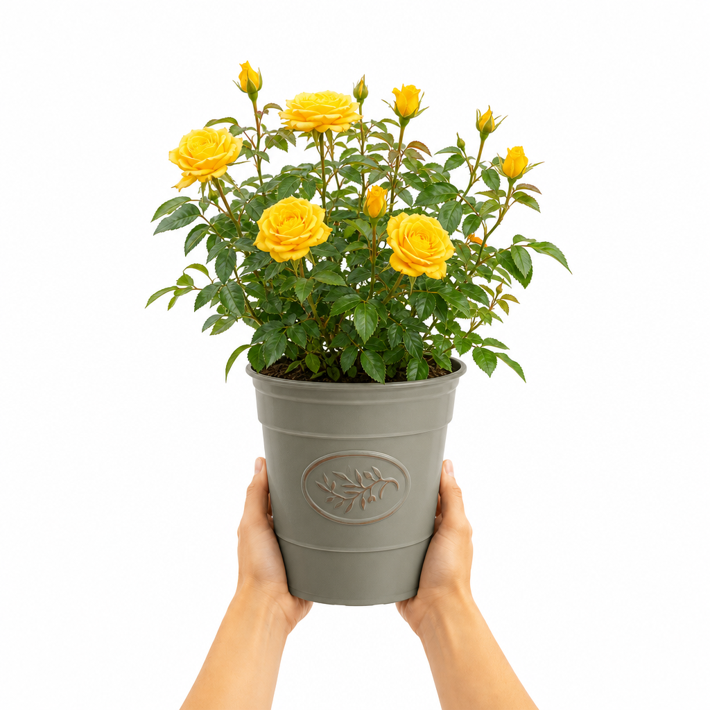 3L Yellow Patio Rose Outdoor Flowering Plant in Decorative Pot