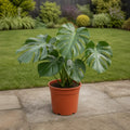 Monstera Deliciosa Cheese Plant 21cm Pot – Large Indoor Houseplant Plants By Post