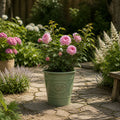 3L Mum In A Million Pink Rose Bush - Beautiful Flowering Plant Gift Plants By Post