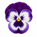 Pansy Delta Pro Violet & White 9 Pack × 2 Spring & Autumn Bedding Plants Plants By Post