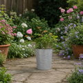 3L Pink Patio Rose Outdoor Garden Rose in Decorative Pot