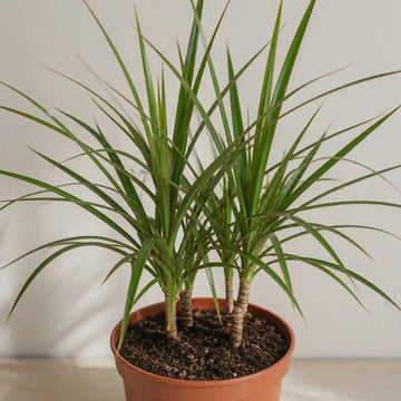 Dracaena Marginata 3 Stem Dragon Tree – Elegant Architectural Tropical Indoor Houseplant Plants By Post