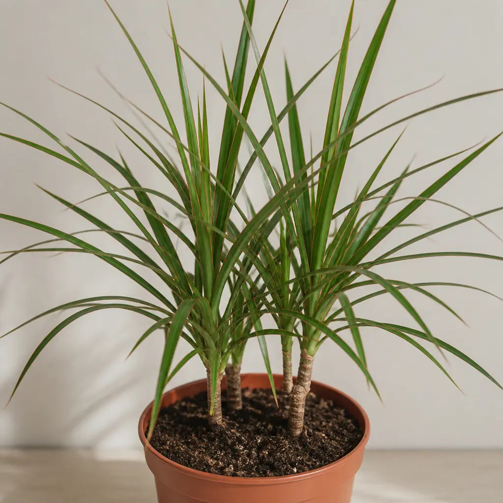 Dracaena Marginata 3 Stem Dragon Tree – Elegant Architectural Tropical Indoor Houseplant Plants By Post