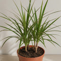 Dracaena Marginata 3 Stem Dragon Tree – Elegant Architectural Tropical Indoor Houseplant Plants By Post