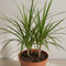 Nursery Pot