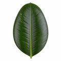 Ficus Robusta Rubber Plant 17cm Pot – Easy Care Indoor Houseplant Plants By Post
