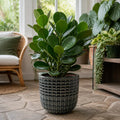 Clusia Autograph Tree 2L – Glossy Green Indoor Houseplant Plants By Post