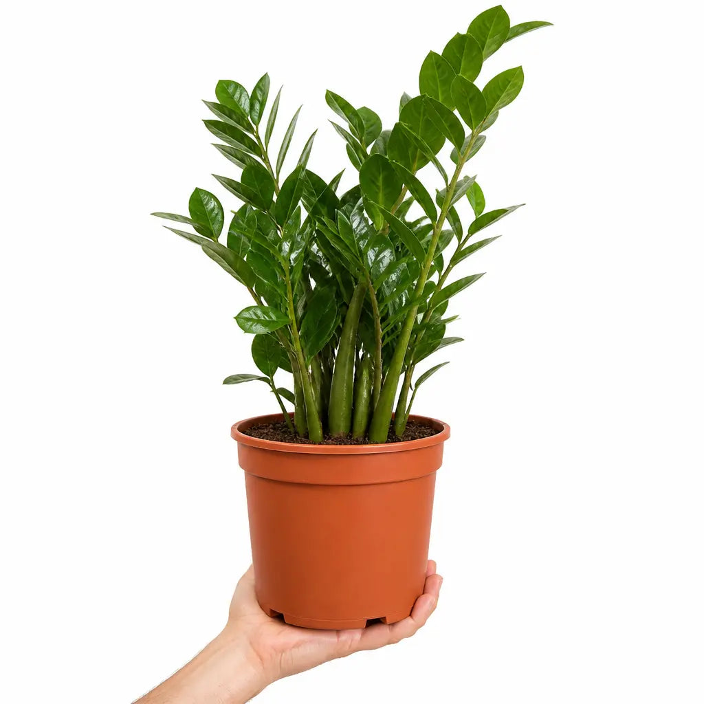 Zamioculcas Zamifolia ZZ Plant 21cm Pot – Large Indoor Houseplant Plants By Post