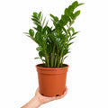 Zamioculcas Zamifolia ZZ Plant 21cm Pot – Large Indoor Houseplant Plants By Post