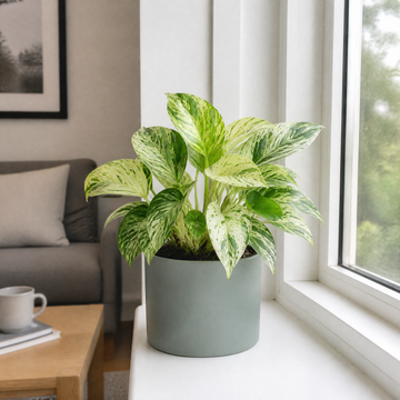 Epipremnum Marble Queen Pothos 12cm Pot Plants By Post