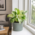 Epipremnum Marble Queen Pothos 12cm Pot Plants By Post