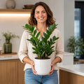 Zamioculcas Zamiifolia ZZ Plant 5L – Low Maintenance Indoor Houseplant Plants By Post