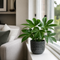 Grey Ceramic Pot