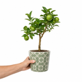 Mini Green Lime 40-50cm Height  in Pot