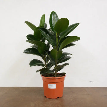 Ficus Robusta Rubber Plant 21cm Pot – Large Indoor Houseplant Plants By Post