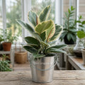 Ficus Tineke Rubber Plant – Elegant Variegated Green and Cream Indoor Houseplant Plants By Post