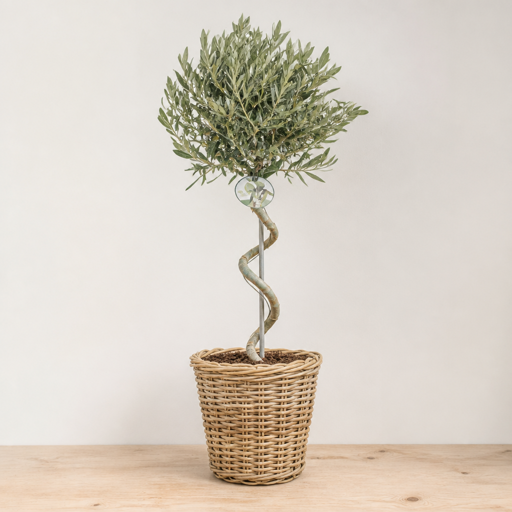 5L Spiral Olive Tree 100/110cm Tall Evergreen Mediterranean Tree