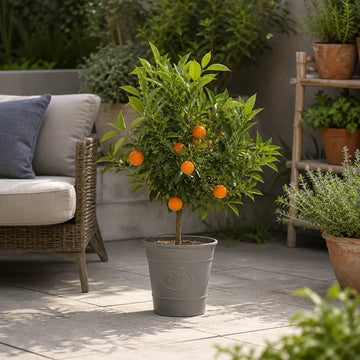 3L Orange Tree 70/80cm Tall Fruiting Citrus Plants By Post